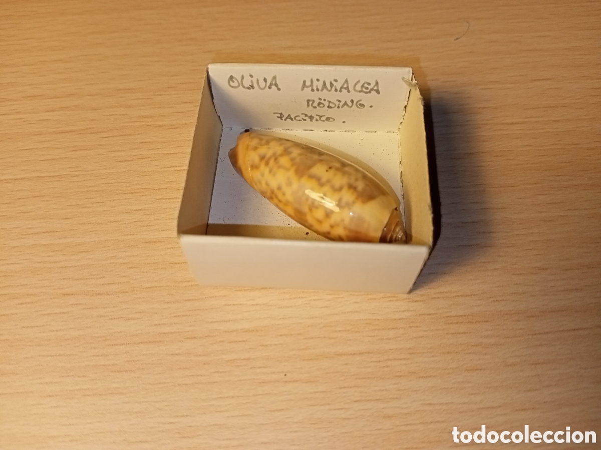 Coleccionismo de moluscos: Oliva Miniacea (caracola) - Foto 1