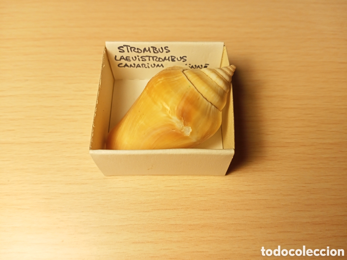 Coleccionismo de moluscos: Strombus Laevistrombus Canarium - Foto 1