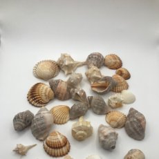 Coleccionismo de moluscos: LOTE DE 28 CARACOLAS Y CONCHAS DE MAR
