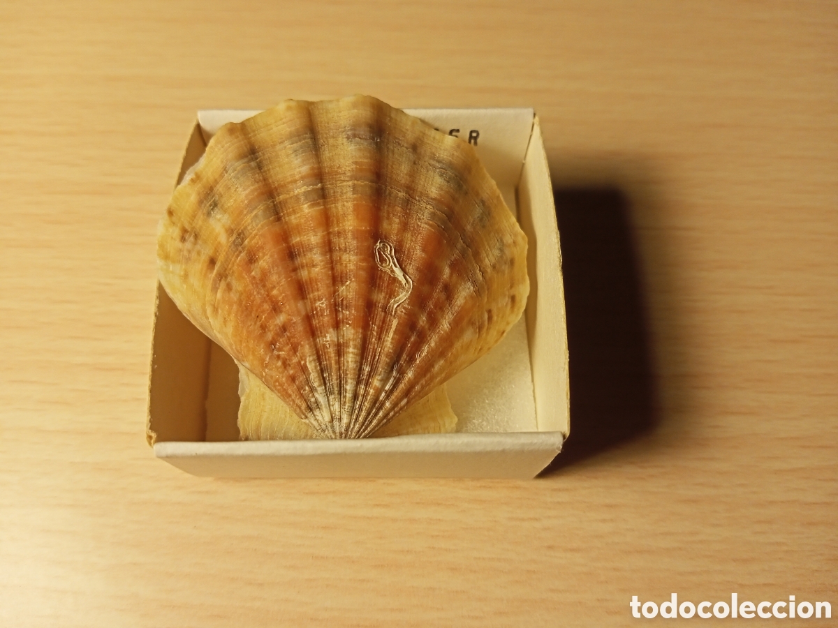Coleccionismo de moluscos: Clamys Glaber (en caja) - Foto 1