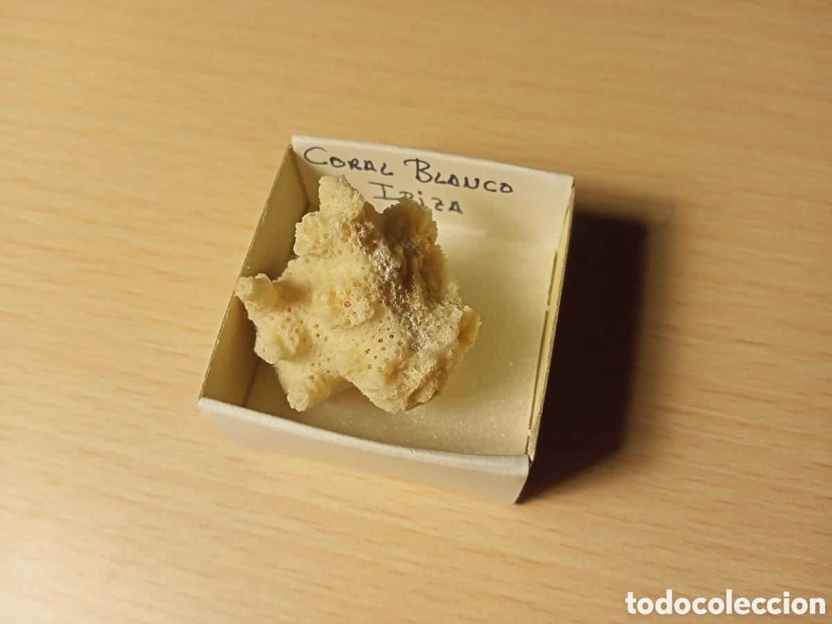 Coleccionismo de moluscos: Coral Blanco (en caja) - Foto 1