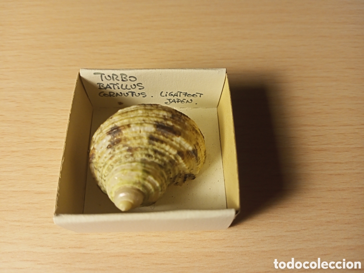 Coleccionismo de moluscos: Turbo Batillus Cornutus - Foto 1