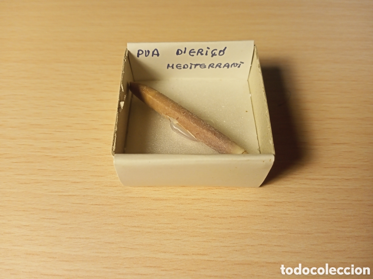 Coleccionismo de moluscos: P&uacute;a de Erizo (en caja) - Foto 1