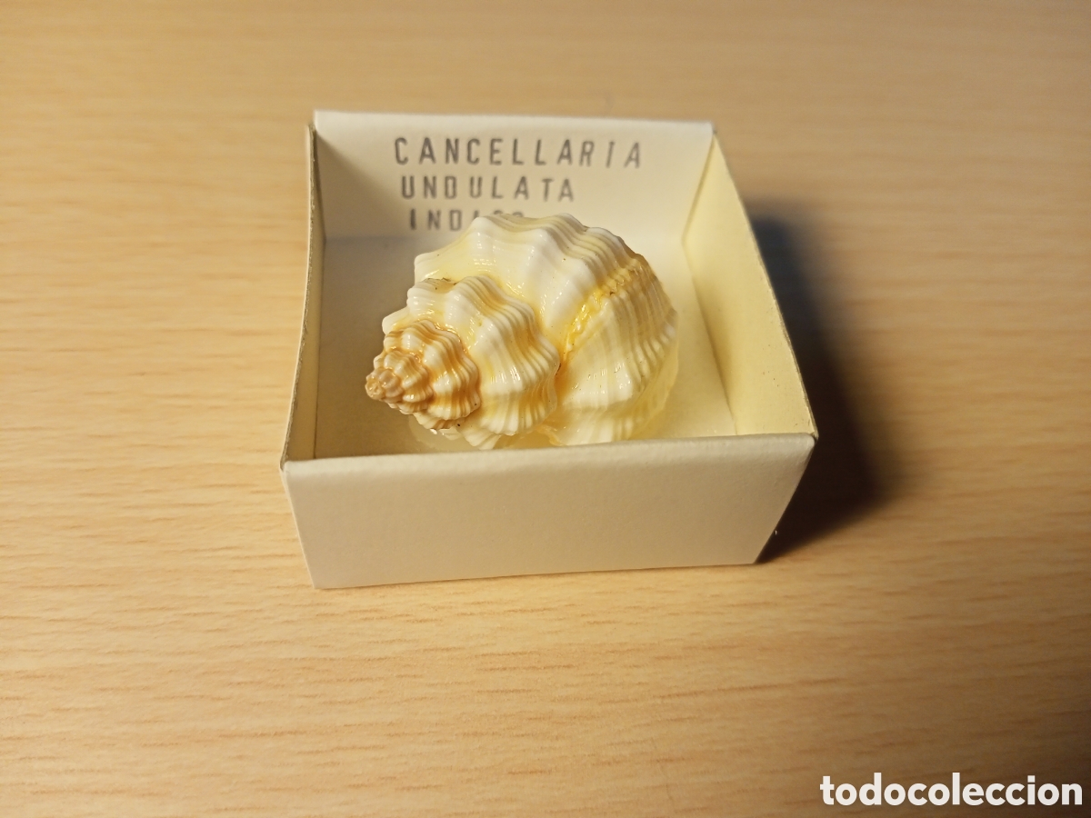 Coleccionismo de moluscos: Cancellaria Undulata - Foto 1