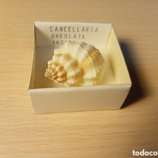 Coleccionismo de moluscos: CANCELLARIA UNDULATA