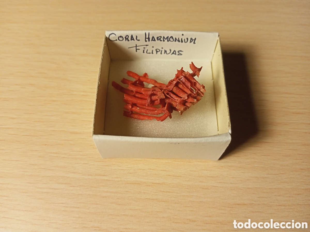 Coleccionismo de moluscos: Coral Harmonium (en caja) - Foto 1