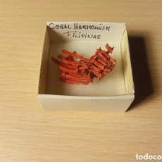 Coleccionismo de moluscos: CORAL HARMONIUM