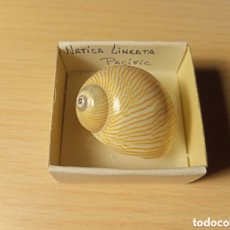 Coleccionismo de moluscos: NATICA LINEATA