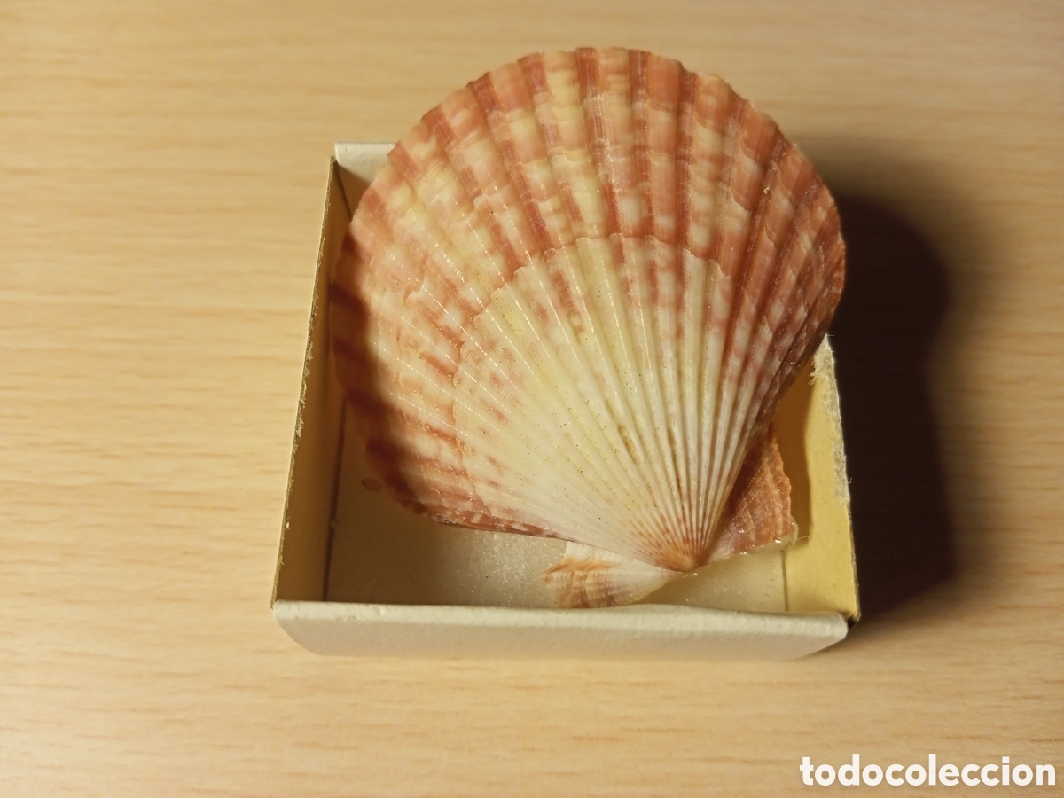 Coleccionismo de moluscos: Clamys Opercularis (concha) - Foto 1