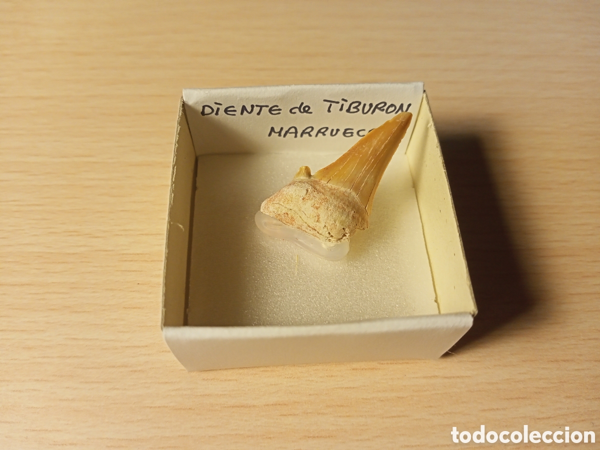 Coleccionismo de moluscos: Diente de tibur&oacute;n (en caja) - Foto 1