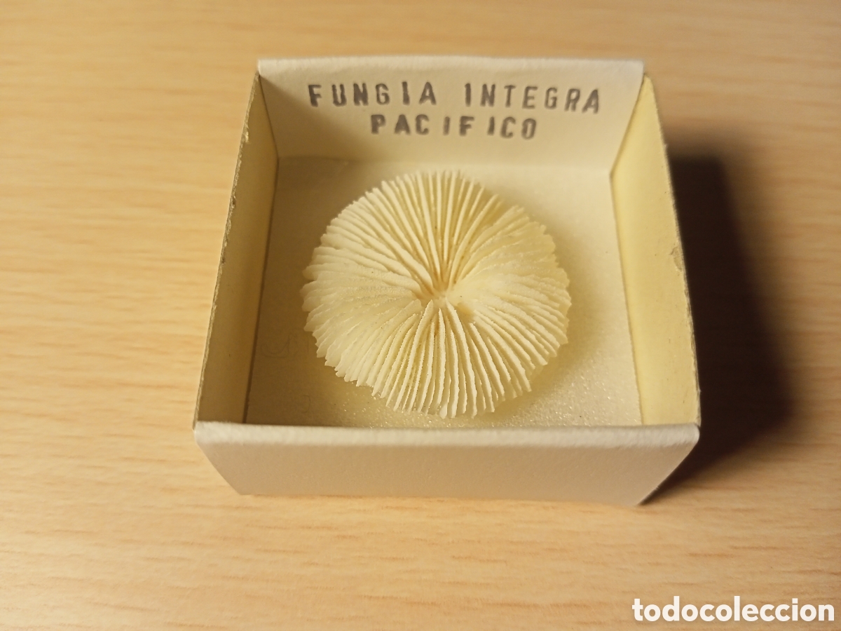 Coleccionismo de moluscos: Fungia Integra (caracola) - Foto 1