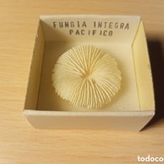 Coleccionismo de moluscos: FUNGIA INTEGRA