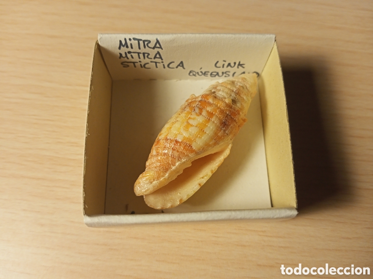 Coleccionismo de moluscos: Mitra Mitra Stictica - Foto 1