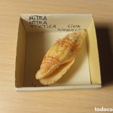 Coleccionismo de moluscos: MITRA MITRA STICTICA