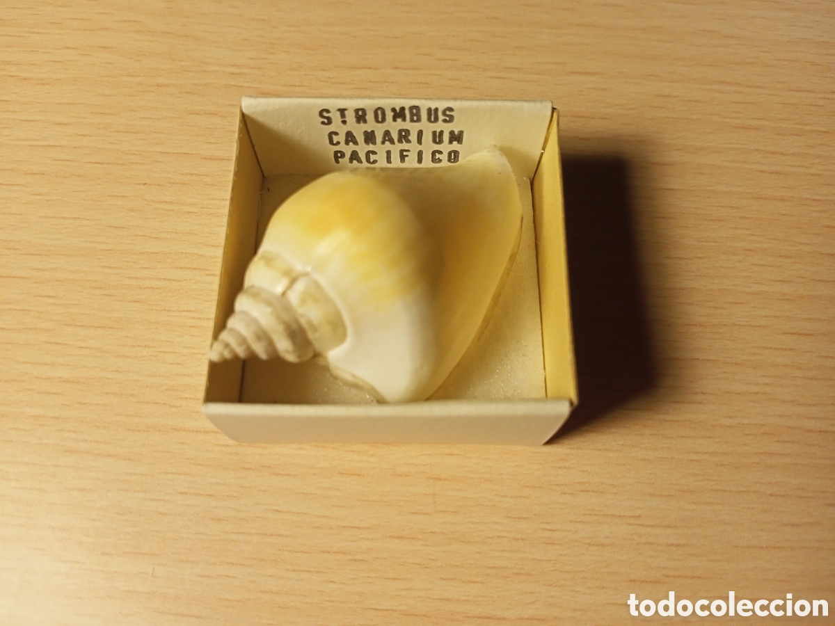 Coleccionismo de moluscos: Strombus Canarium (caracola) - Foto 1