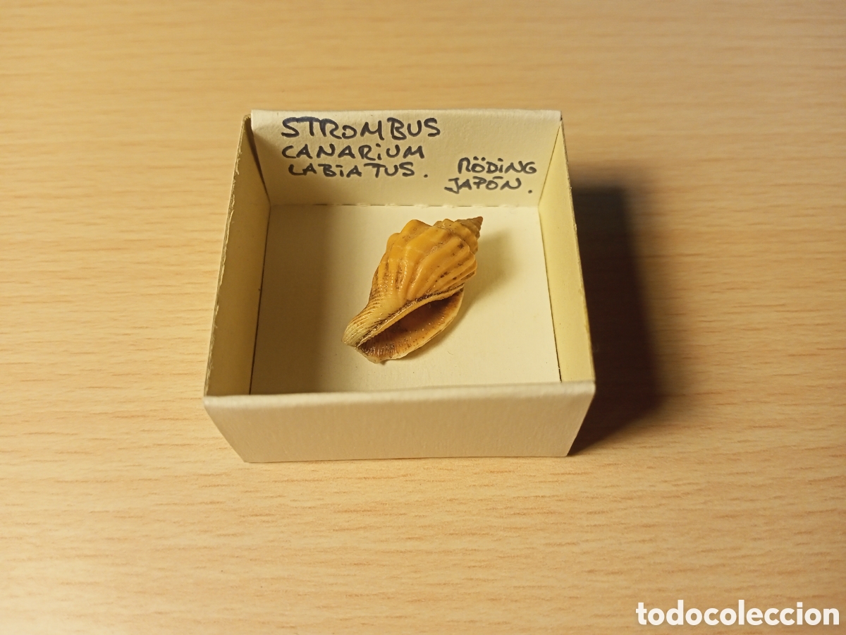 Coleccionismo de moluscos: Strombus Canarium Labiatus - Foto 1