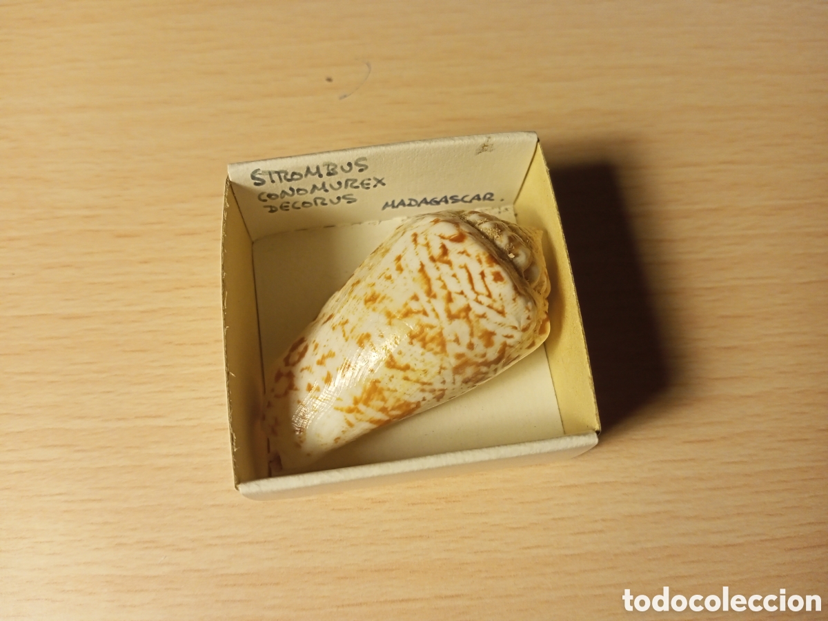 Coleccionismo de moluscos: Strombus Conomurex Dexorus - Foto 1