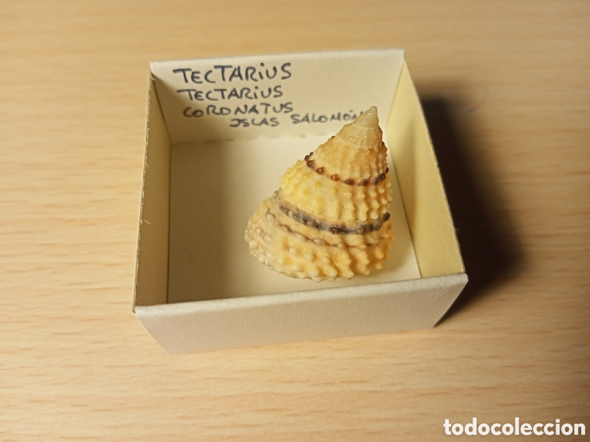 Coleccionismo de moluscos: Tectarius Tectarius Coronatus - Foto 1