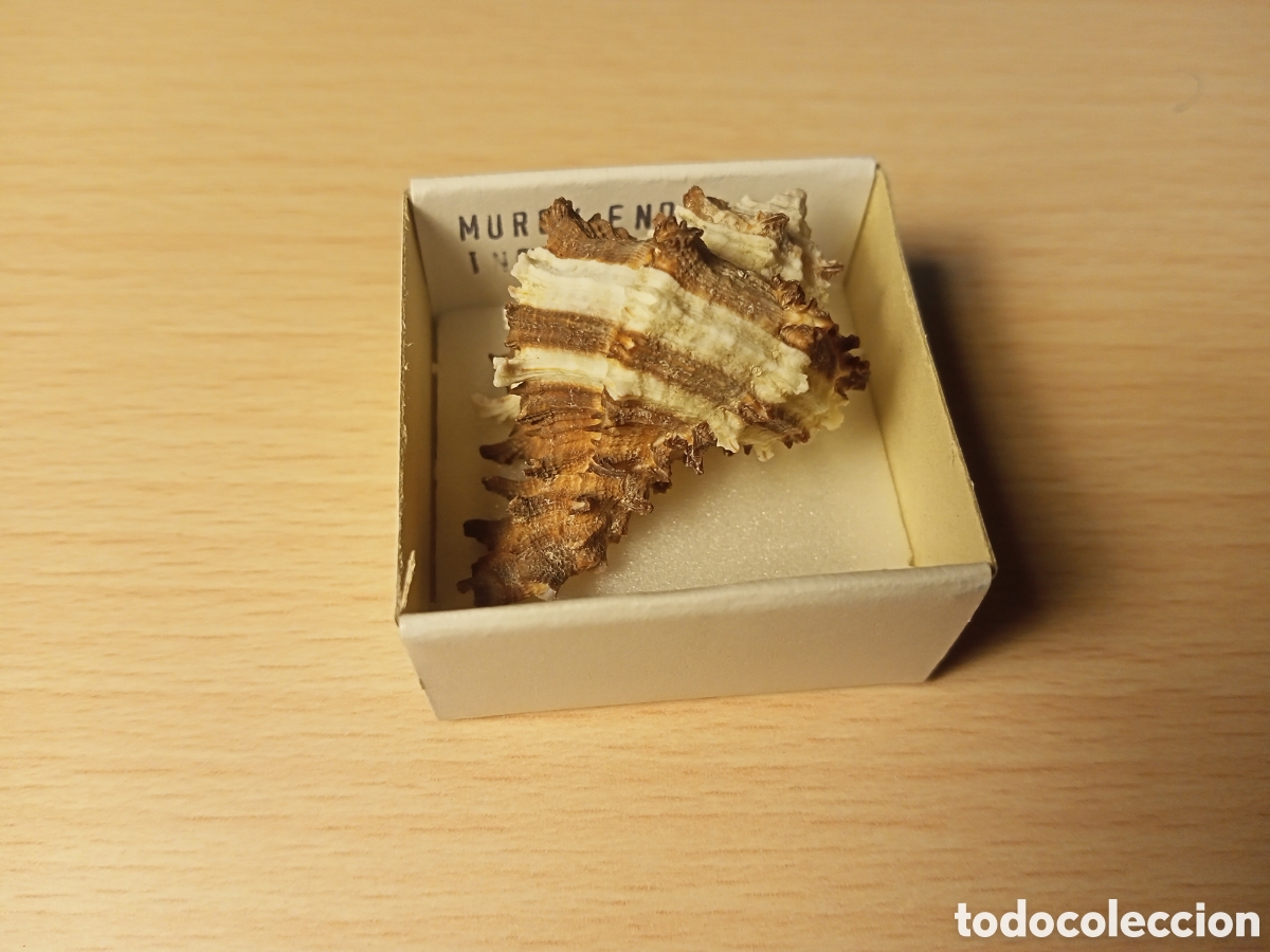 Coleccionismo de moluscos: Murex Endivia (caracola) - Foto 1