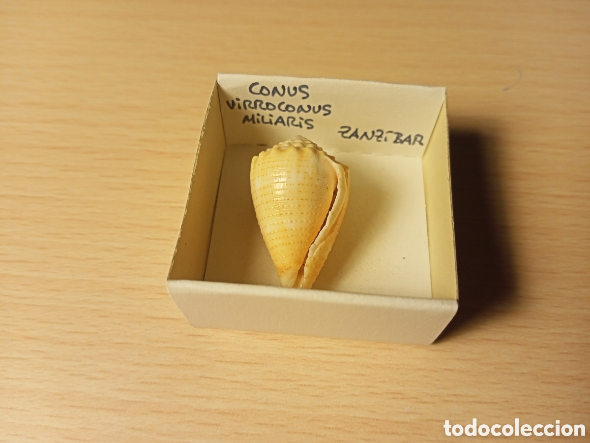 Coleccionismo de moluscos: Conus Virroconus Miliaris - Foto 1