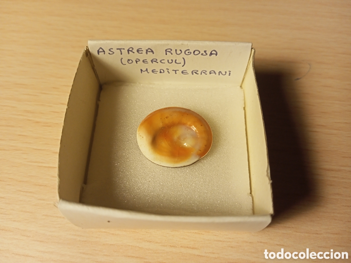 Coleccionismo de moluscos: Astrea Rugosa (op&eacute;rculo) - Foto 1