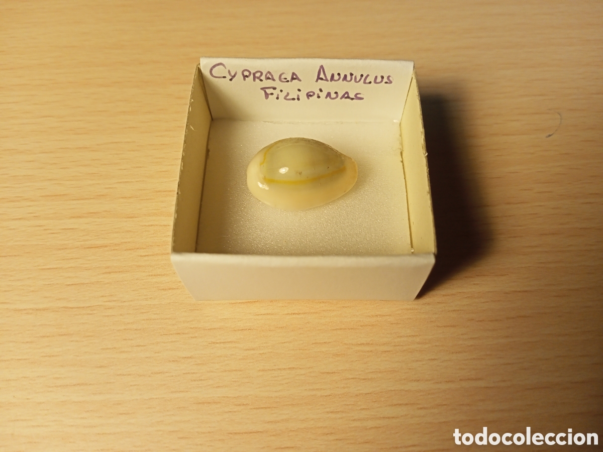 Coleccionismo de moluscos: Cypraea Annulus (caracola) - Foto 1