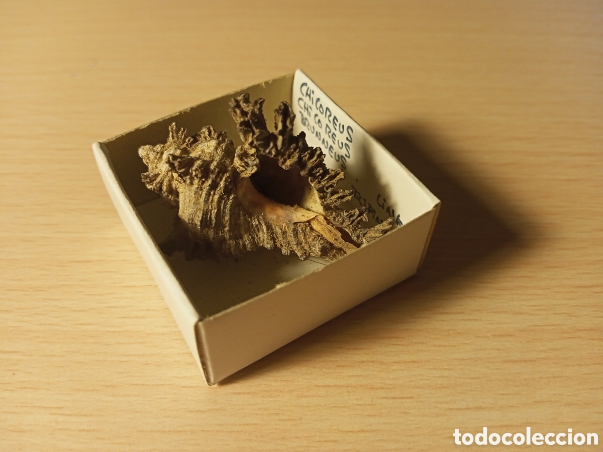 Coleccionismo de moluscos: Chicoreus Chicoreus Brunneus - Foto 1