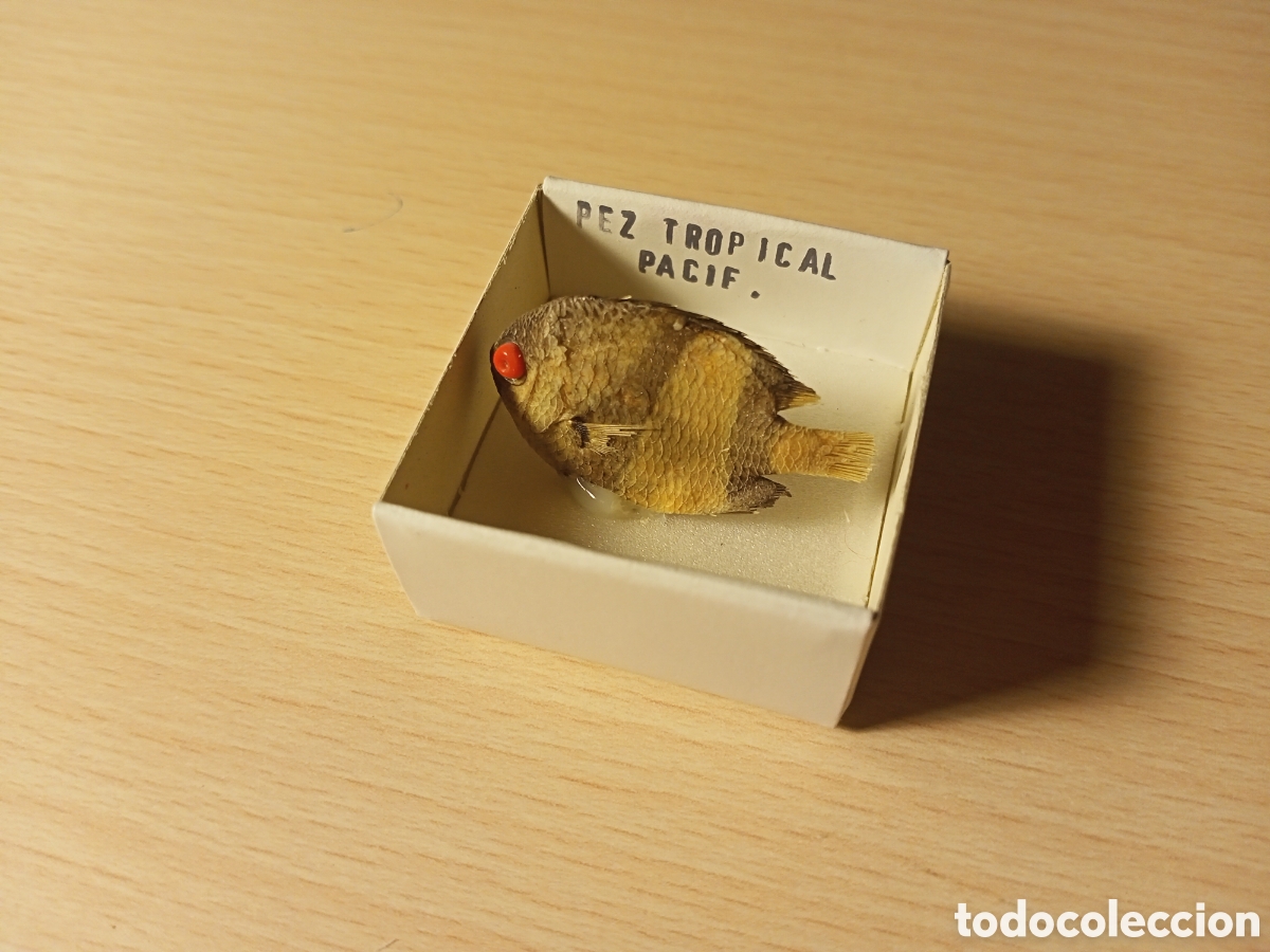 Coleccionismo de moluscos: Pez Tropical (en caja) - Foto 1