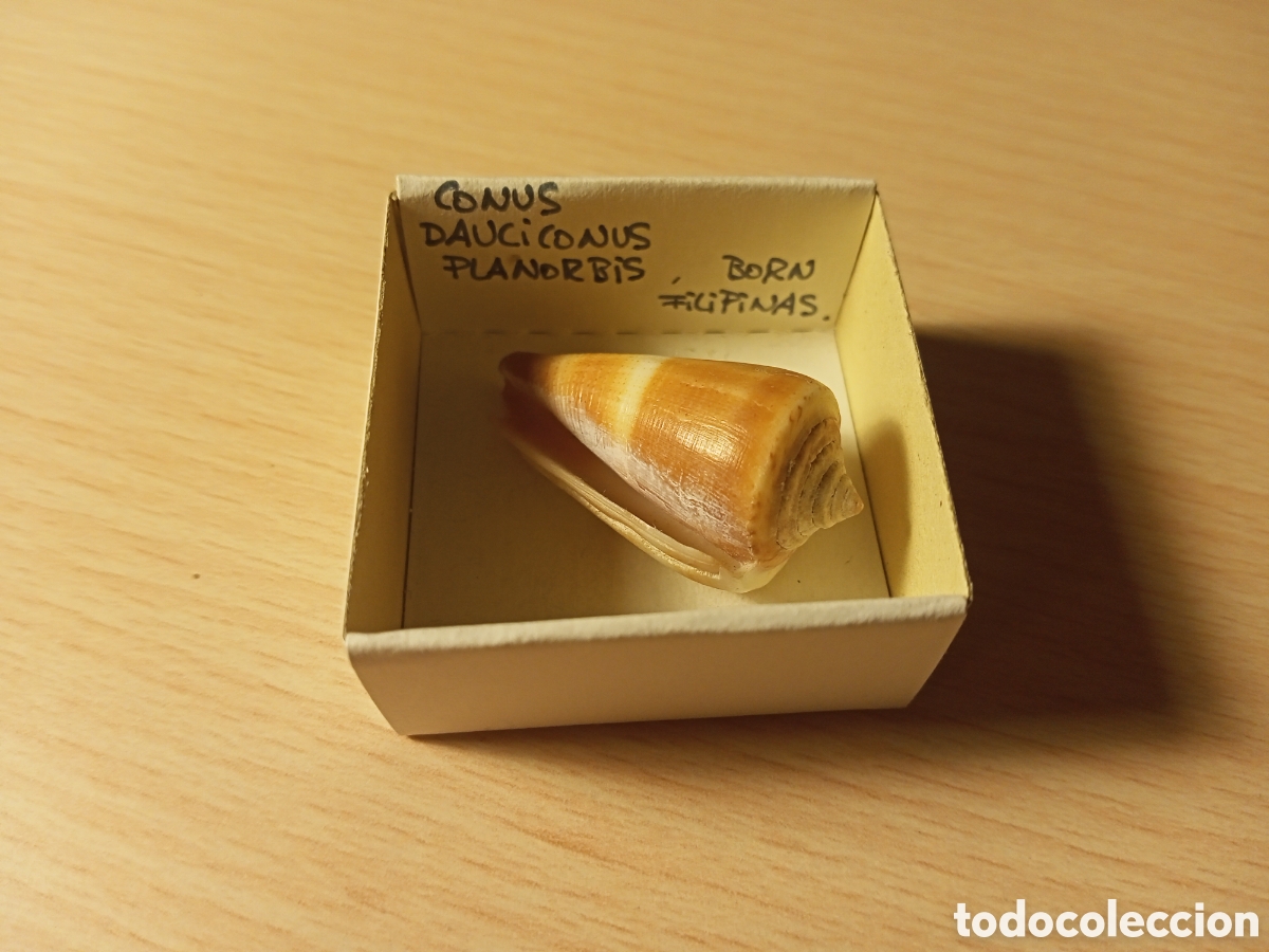Coleccionismo de moluscos: Conus Dauciconus Planorbis - Foto 1
