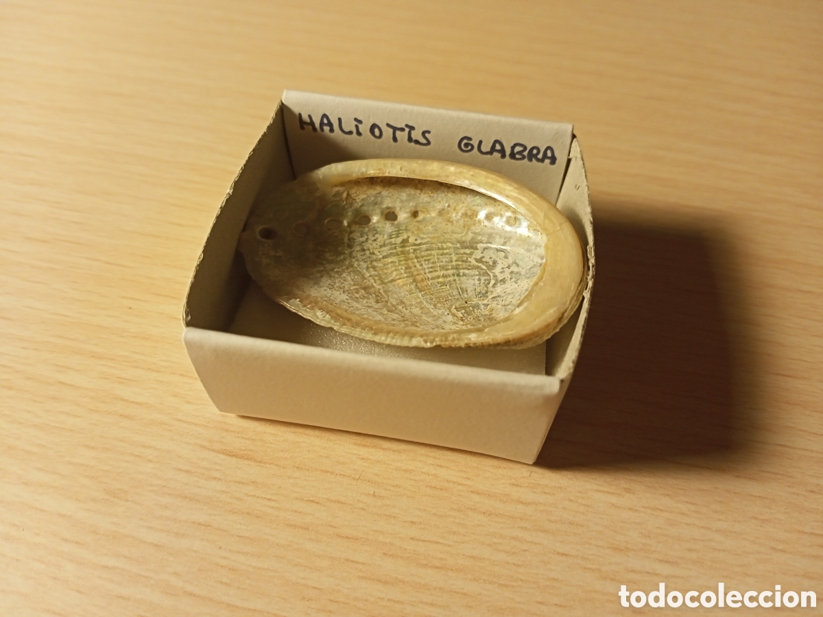 Coleccionismo de moluscos: Haliotis Glabra (caracola) - Foto 1