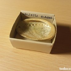 Coleccionismo de moluscos: HALIOTIS GLABRA