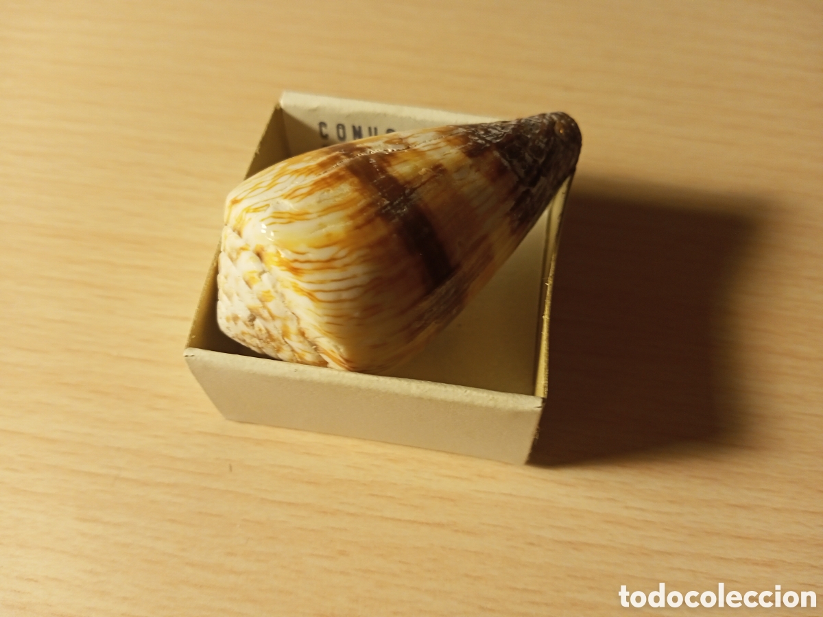 Coleccionismo de moluscos: Conus (caracola en caja) - Foto 1