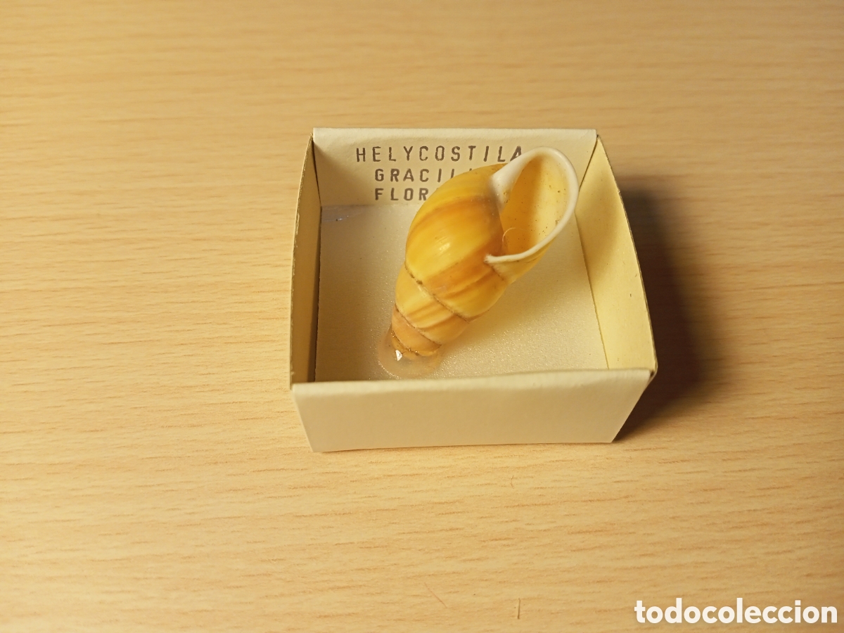 Coleccionismo de moluscos: Helycostila Gracilis - Foto 1