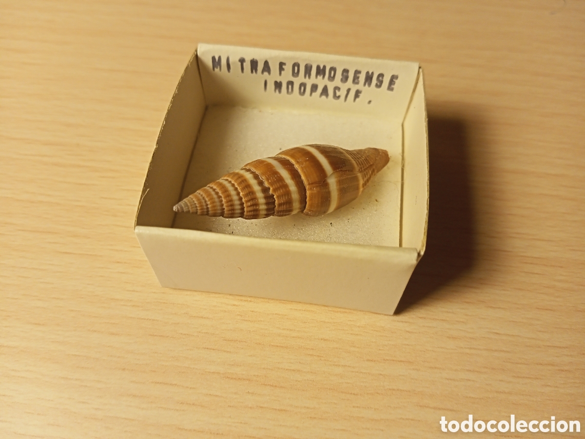 Coleccionismo de moluscos: Mitra Formosense (caracola) - Foto 1