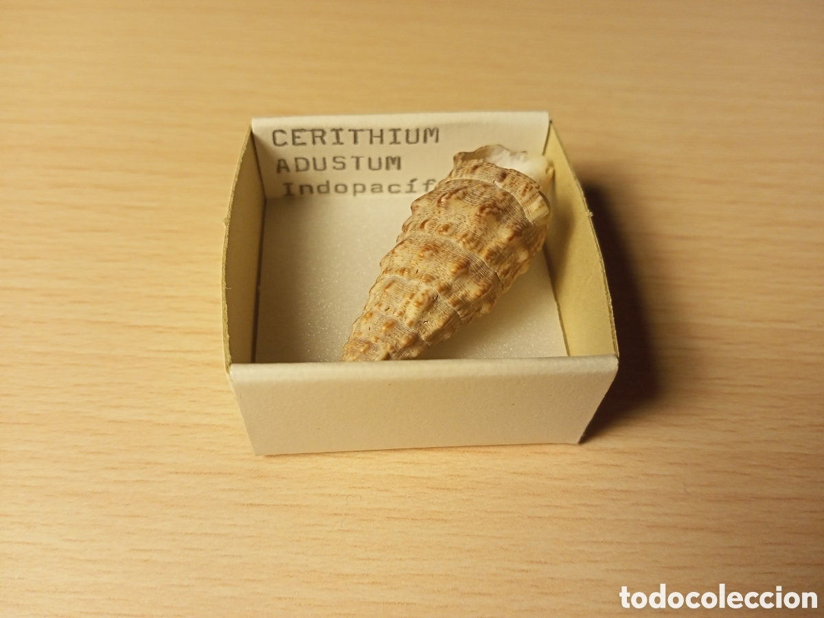 Coleccionismo de moluscos: Cerithium Adustum (caracola) - Foto 1