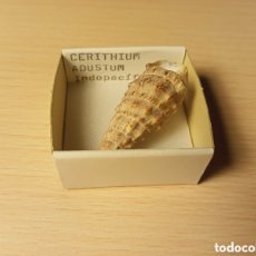 Coleccionismo de moluscos: CERITHIUM ADUSTUM