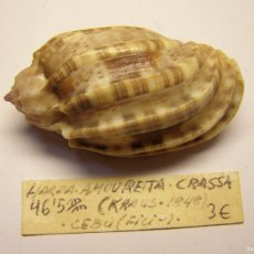 Collezionismo di molluschi: CARACOL HARPA AMOURETA CRASSA. FILIPINAS.