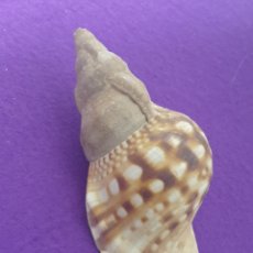 Coleccionismo de moluscos: CARACOLA MARINA CONCHA DE MAR 10 CM.