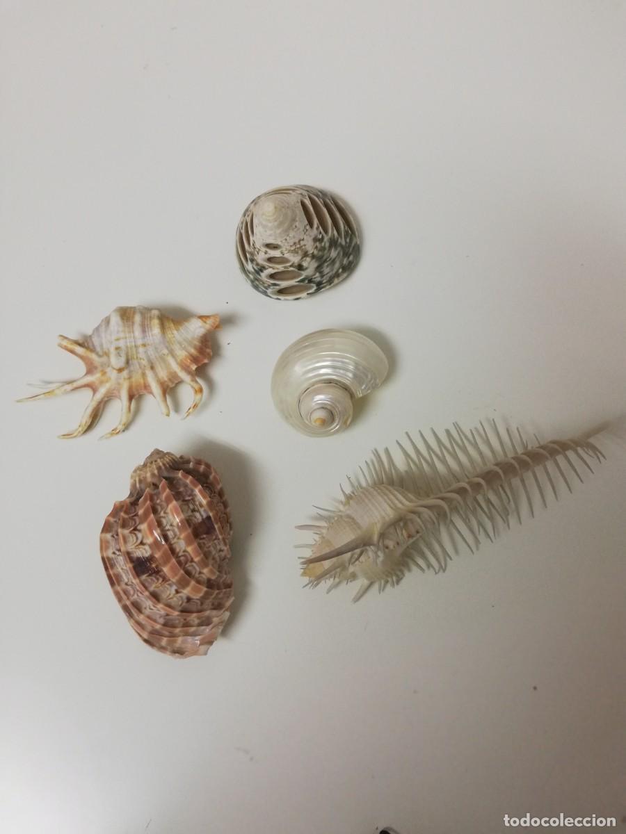 Coleccionismo de moluscos: Caracolas varias 5 piezas - Foto 1
