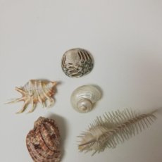 Coleccionismo de moluscos: CARACOLAS VARIAS 5 PIEZAS