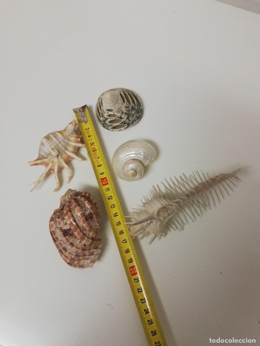 Coleccionismo de moluscos: Caracolas varias 5 piezas - Foto 2