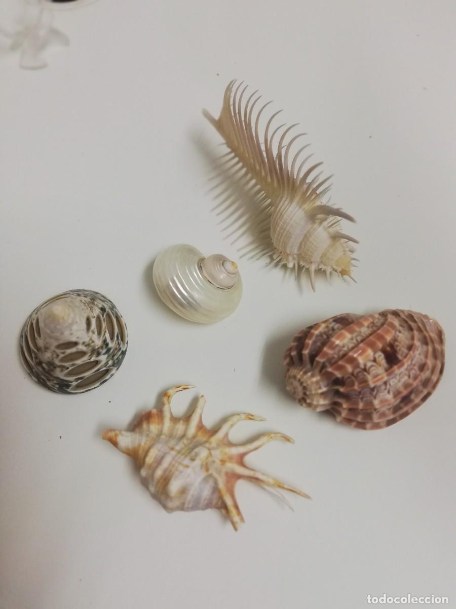 Coleccionismo de moluscos: Caracolas varias 5 piezas - Foto 3