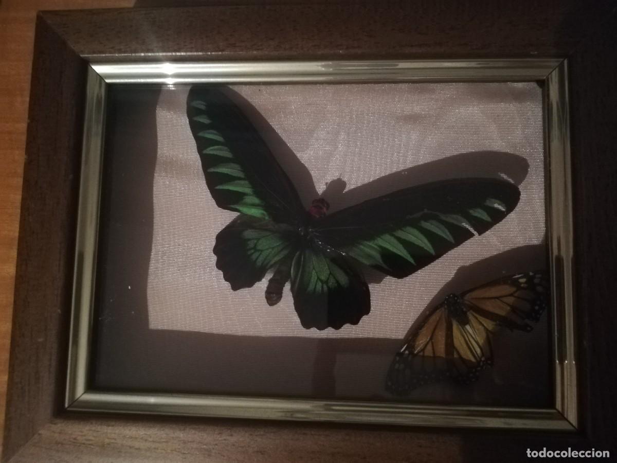 Coleccionismo de moluscos: Mariposas exoticas, dos tipos - Foto 1