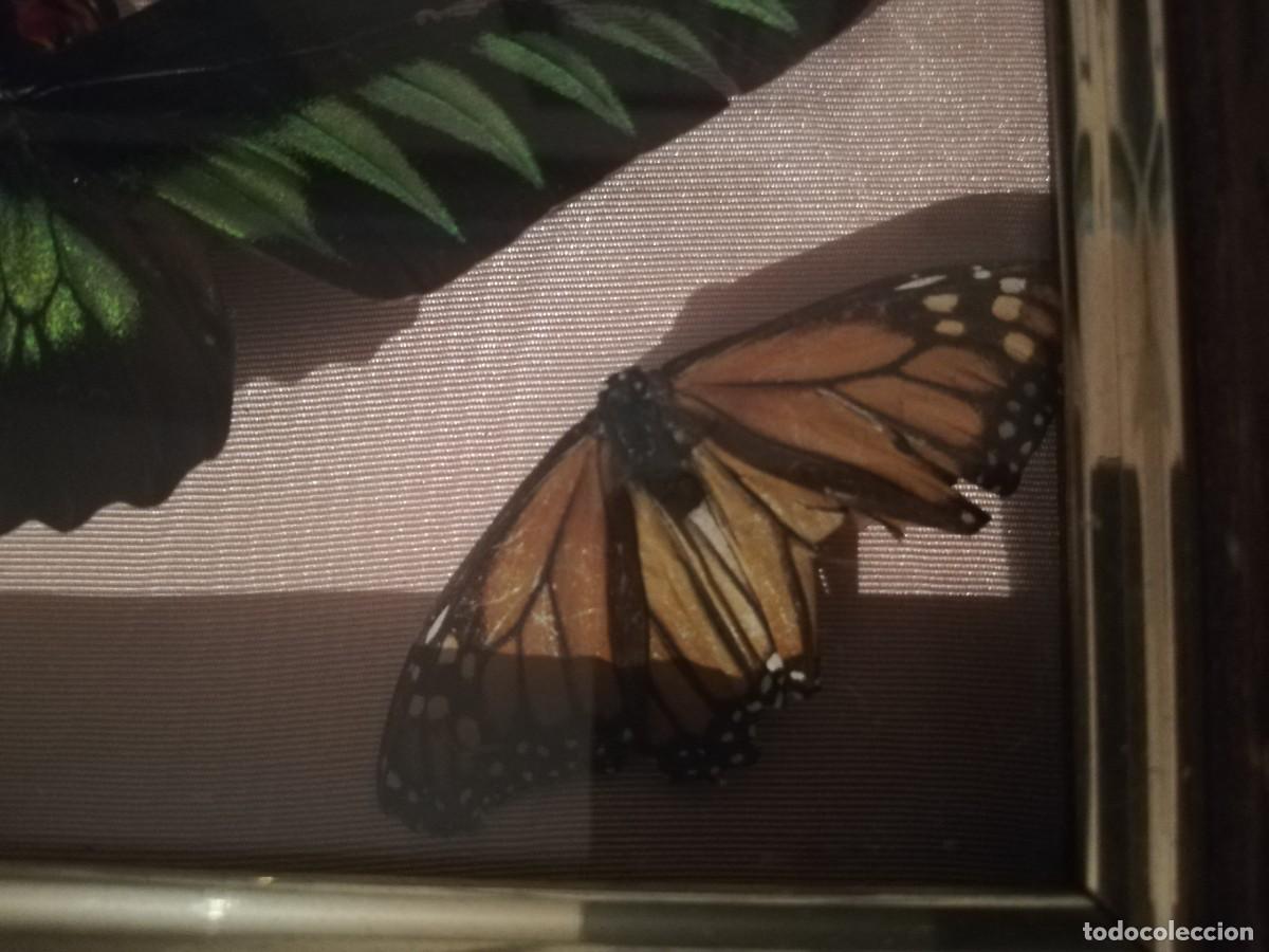Coleccionismo de moluscos: Mariposas exoticas, dos tipos - Foto 2