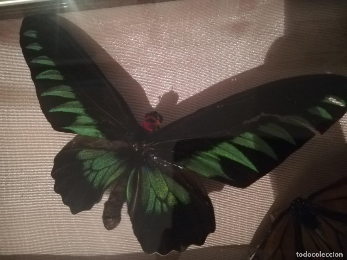 Coleccionismo de moluscos: Mariposas exoticas, dos tipos - Foto 3