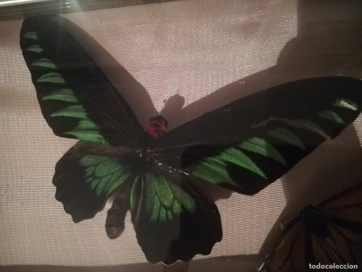 Coleccionismo de moluscos: Mariposas exoticas, dos tipos - Foto 4