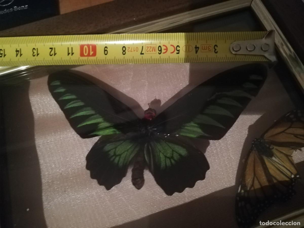 Coleccionismo de moluscos: Mariposas exoticas, dos tipos - Foto 5