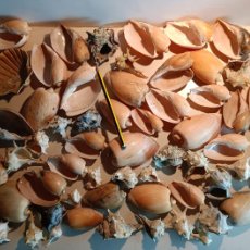 Coleccionismo de moluscos: GRAN LOTE DE CARACOLAS Y FOSILES