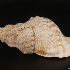 Coleccionismo de moluscos: CARACOL CARACOLA CONCHA MARINA MAR. Lote 397185384