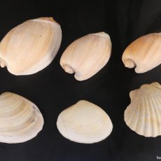 Coleccionismo de moluscos: COLECCION LOTE DE CARACOLAS CONCHAS MARINA MAR. Lote 397185659